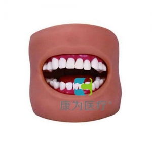 “康为医疗”口腔护理保健模型（带脸颊）