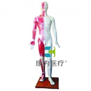 上海“康为医疗”人体针灸模型178CM