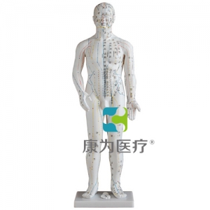 吴江“康为医疗”人体针灸模型60CM