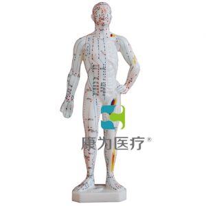 上海“康为医疗”人体针灸模型26CM