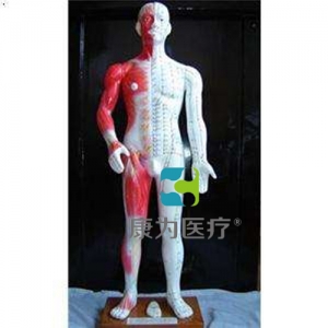 “康为医疗”68cm半皮肤人体针灸模型（十四经穴模型）
