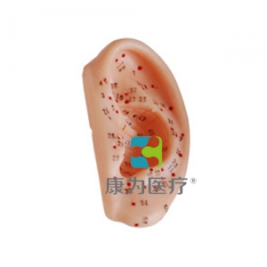 浙江“康为医疗”耳针灸模型13CM