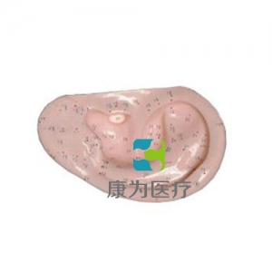 张家港“康为医疗”耳针灸模型1:1(自然大)