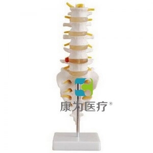 “康为医疗”自然大腰椎带尾椎骨模型