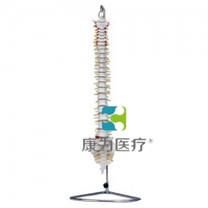 “康为医疗”自然大脊柱骨模型