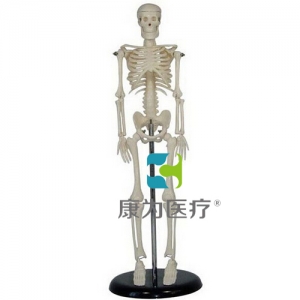 “康为医疗”45CM人体骨骼模型