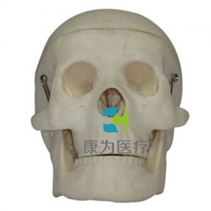 张家港“康为医疗”小型头颅骨模型