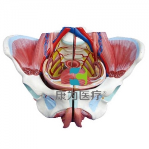 上海“康为医疗”高级女性骨盆附生殖器与血管神经模型