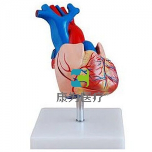 太仓“康为医疗”自然大心脏解剖模型