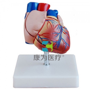 太仓“康为医疗”新型自然大心脏解剖模型