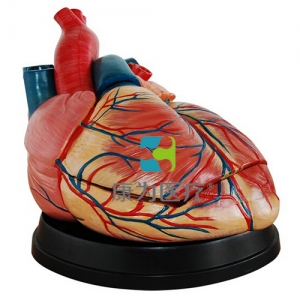 太仓“康为医疗”新型大心脏解剖模型