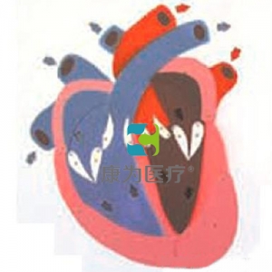 “康为医疗”心脏收缩、舒张与瓣膜开闭演示模型