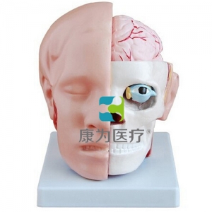 张家港“康为医疗”头解剖附脑动脉模型