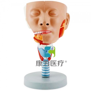 张家港“康为医疗”头示咽肌模型