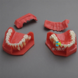 “康为医疗”乳牙交替模型