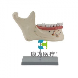 “康为医疗”下颌恒牙解剖(自然大)