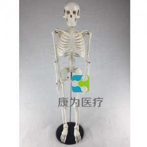 “康为医疗”85cm人体骨骼模型