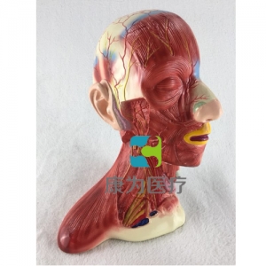 “康为医疗”头颈部中层解剖模型