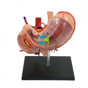 “康为医疗”人体胃解剖模型
