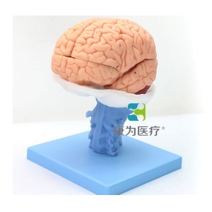“康为医疗”医学人体大脑解剖模型