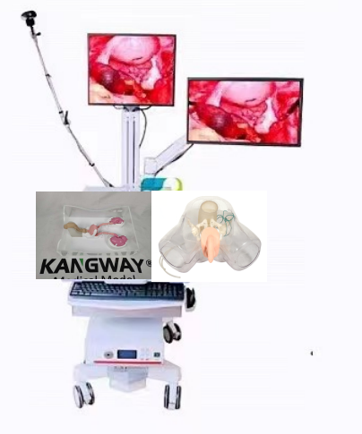 UE型泌尿电切和输尿管镜手术模拟训练系统